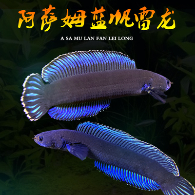雷龙鱼淡水进口阿萨姆雷龙鱼热卖