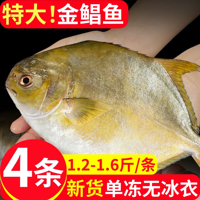金鲳鱼特大新鲜冷冻鲳鳊鱼金昌鱼海鱼鲜活海鲜平鱼白鲳冰鲜银鲳鱼