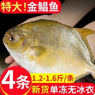 金鲳鱼特大新鲜冷冻鲳鳊鱼金昌鱼海鱼鲜活海鲜平鱼白鲳冰鲜银鲳鱼