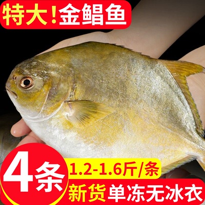 万人抢！海捕4条特大冰鲜金鲳鱼