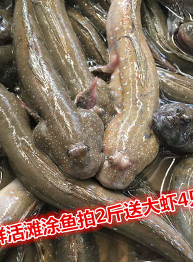 舌尖上的中国鲜活滩涂鱼跳跳鱼弹跳鱼鲜活连云港鲜活海鲜2斤包邮