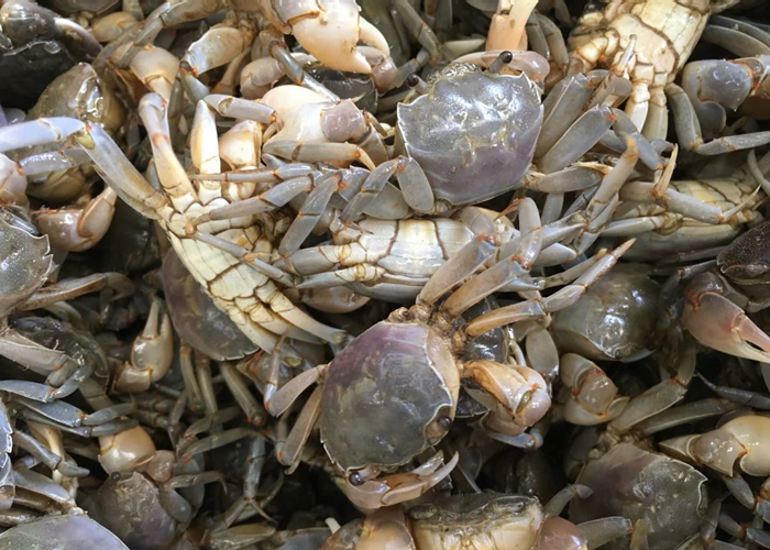 食用鲜活海鲜水产白玉蟹发财蟹黄海螃蜞蟹黄眼蟹顺丰发货250克