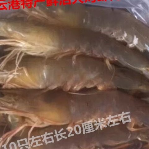 连云港特产新鲜海鲜鲜活大对虾东方虾鲜活500克260元10头左右1斤