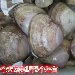 连云港特产贝类鲜活野生珍贵贝类西施舌西施贝大白蛤蜊个大味鲜