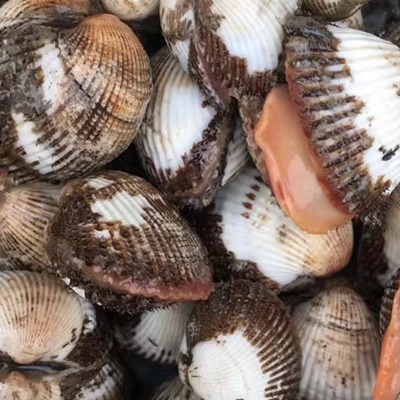 连云港特产新鲜海鲜优质鲜活贝类 黄海产毛蛤 毛蚶 血蚶 1斤15元