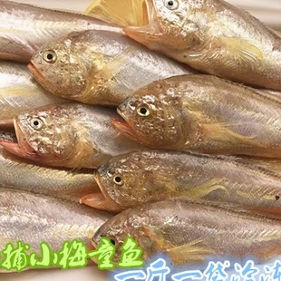 连云港特产海鲜海鱼小梅鱼子野生梅鱼梅童小黄鱼大头梅子宝贝辅食
