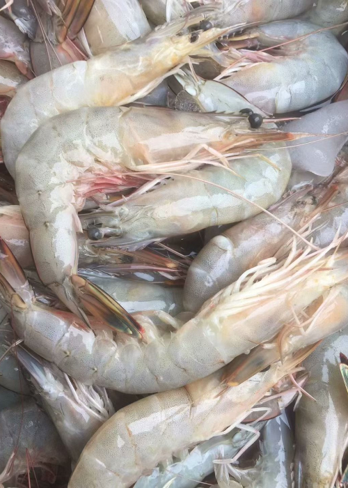 连云港特产海鲜新鲜海洋对虾