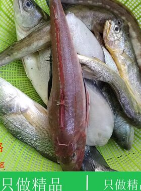 大连海鲜顺风特快现捕海杂鱼