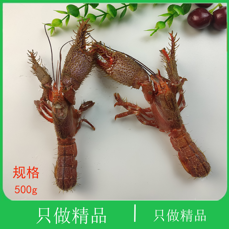 大连海鲜特产现捕现发毛虾