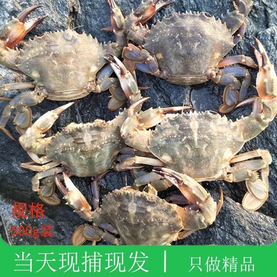 现捕现发大连海鲜花盖蟹子