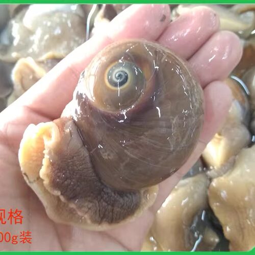 大连海鲜猫眼肚脐螺顺丰特快
