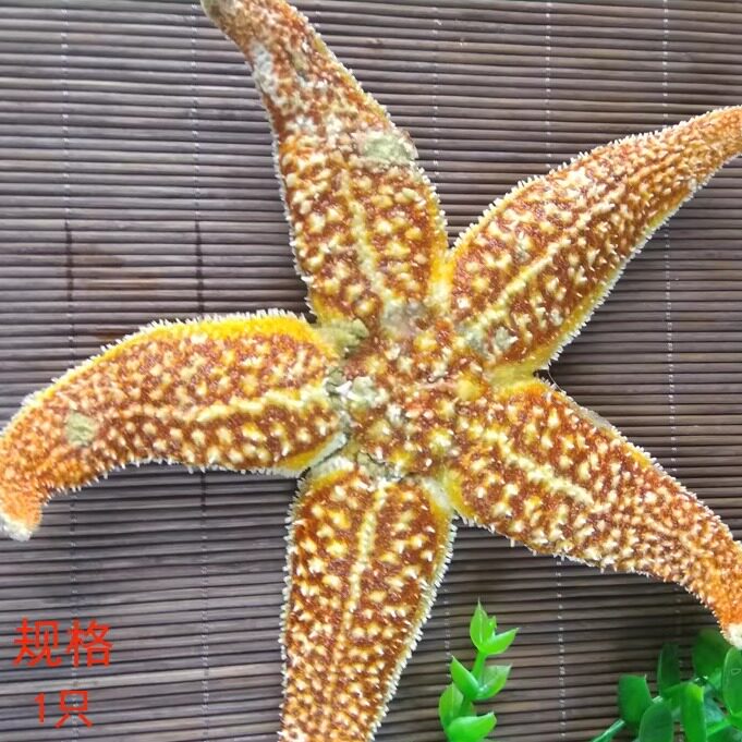 大连海鲜冻鲜即食超大熟冻新鲜五角星满籽食用海五星鲜活海星