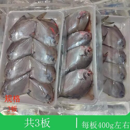 大连海鲜8尾银鲳鱼顺丰