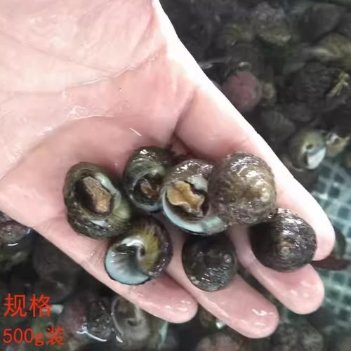 大连海鲜偏腚螺顺丰时效