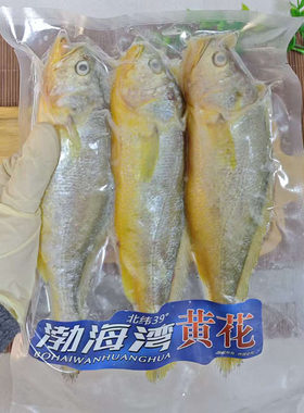 大连海鲜水产黄鱼新鲜深海鱼海捕海鱼烧烤油炸黄渤海冷冻小黄花鱼
