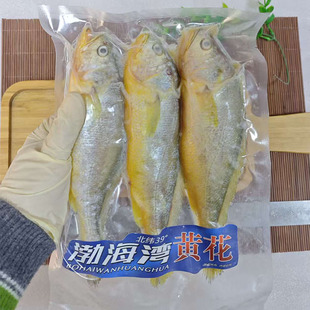 大连海鲜水产黄鱼新鲜深海鱼海捕海鱼烧烤油炸黄渤海冷冻小黄花鱼