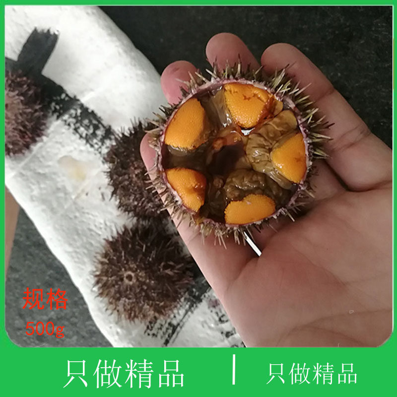 大连海鲜黄金虾夷黄胆小平岛海刺猬新鲜紫胆即食刺身鲜活马粪海胆