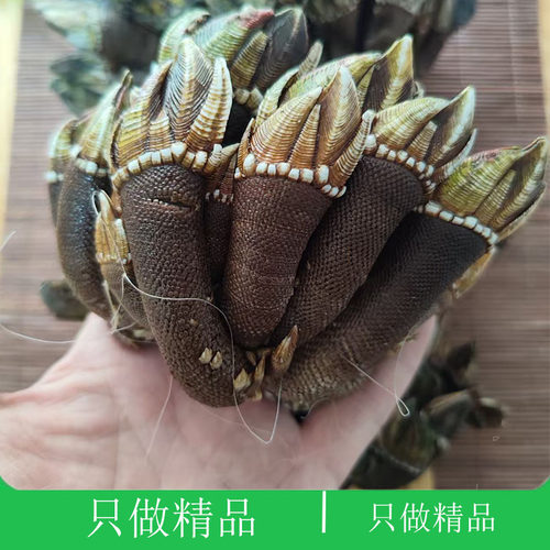 地狱美食鲜活海鲜佛手螺鬼爪狗爪螺龟足龟脚鸡爪螺新鲜大鹅颈藤壶