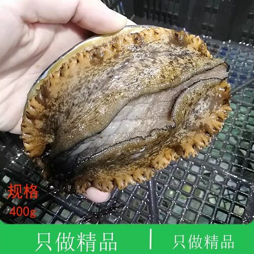 大连海鲜特产3头鲍鱼顺丰特快