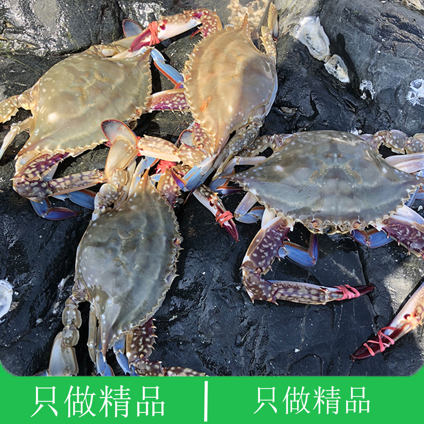 大连海鲜姑娘二母插旗满膏黄三角飞蟹新鲜渤海螃蟹鲜活东港梭子蟹