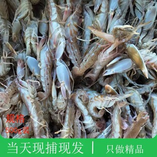 大连海鲜夹板虾鲜活枪虾狗虾嘎嘣虾怪炝拌花腰子大鼓虾生呛嘎巴虾