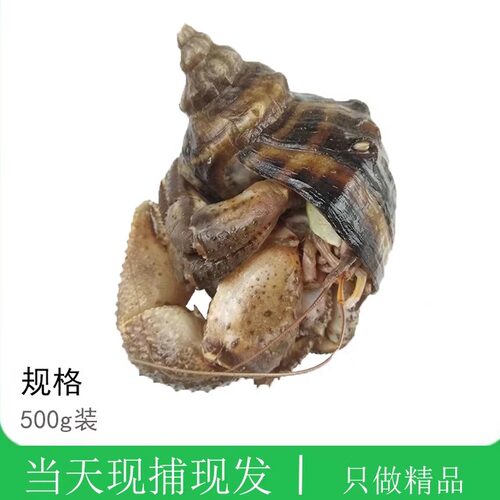 大连海鲜特产中号带壳虾怪顺风
