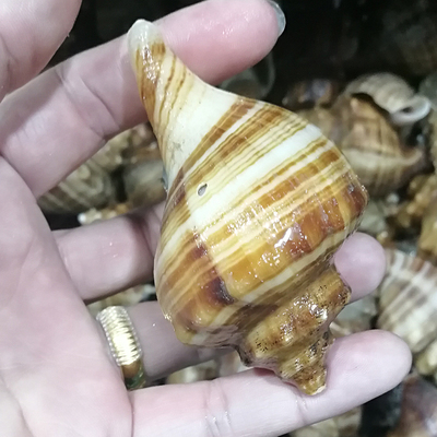 大连海鲜大连海螺蒋螺顺丰时效