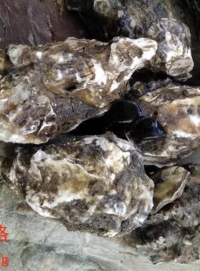 大连海鲜特产顺丰特快4斤生蚝