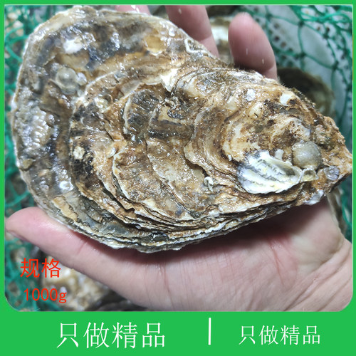 大连海鲜顺丰现捕现发