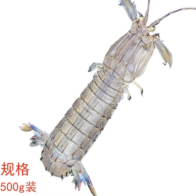 大连海鲜皮皮虾当天现捕现发