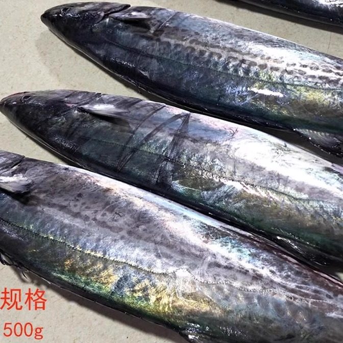 大连海鲜特产新鲜鲜活冷冻马鲛鱼马交送礼深海蓝点整条大燕鲅鱼,水产肉类/新鲜蔬果/熟食,马鲛鱼,淘宝优惠券,粉丝福利购,淘宝优惠卷