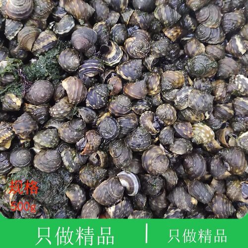 大连海鲜特产新鲜菠萝晒不死香波喽鲜活小海螺海瓜子香波螺芝麻螺