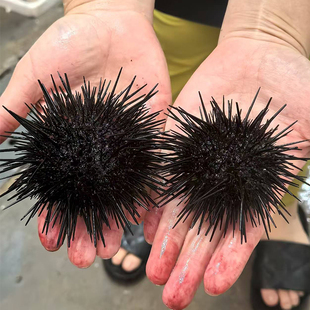 大连海鲜小平岛黄金虾夷马粪海胆鲜活小平岛黑海胆鲜活黄胆紫海胆