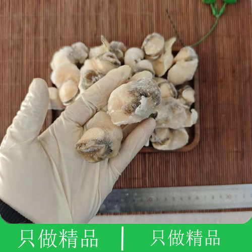 大连海鲜烧烤黄金鲍螺头速冻香螺肉煲汤响螺肉去内脏新鲜大海螺肉