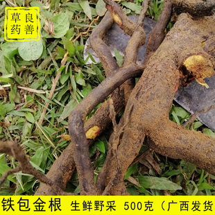 广西现挖铁包金 现挖乌金藤老鼠屎藤 勾儿茶中草药铁包金根鲜品