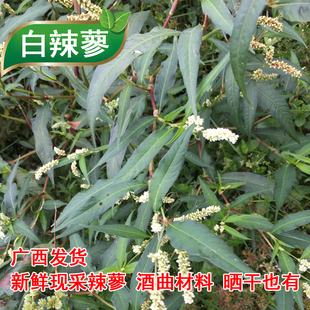 新鲜白花辣蓼草中草药辣蓼干品水蓼辣蓼辣马蓼酒曲材料 辣椒草