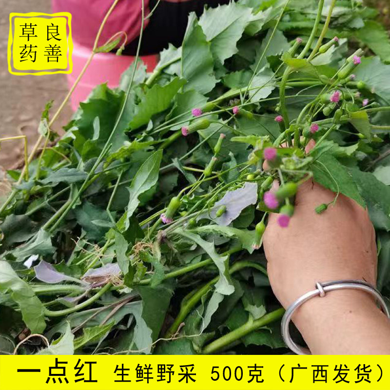 野外一点红草新鲜现采中草药 叶下红红背叶菜羊蹄草大山广西500克图片