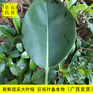 新鲜现采大叶榕 巨拟叶螽食物榕树叶现摘广西榕树叶 大叶榕