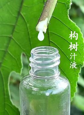广西构树汁液 楮桃树纯乳液树假杨梅子角阔枸谷树麻叶子汁外用