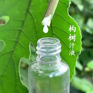 广西构树汁液 楮桃树纯乳液树假杨梅子角阔枸谷树麻叶子汁外用
