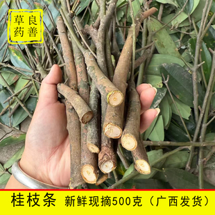 广西生桂枝新鲜桂树枝条深山采摘桂皮树枝条天然选生桂枝 500克