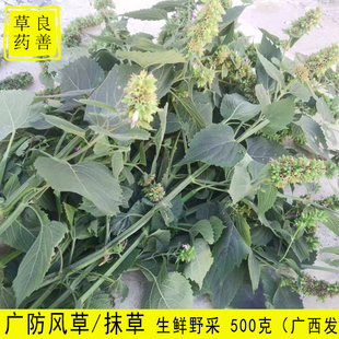 广西抹草 广防风草 防风草野苏麻落马衣小儿洗澡受风抹草新鲜现采