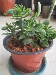 鸡爪三七 五爪三七 高凉菜 土三七 伽蓝菜 所见即所得 只有一大盆