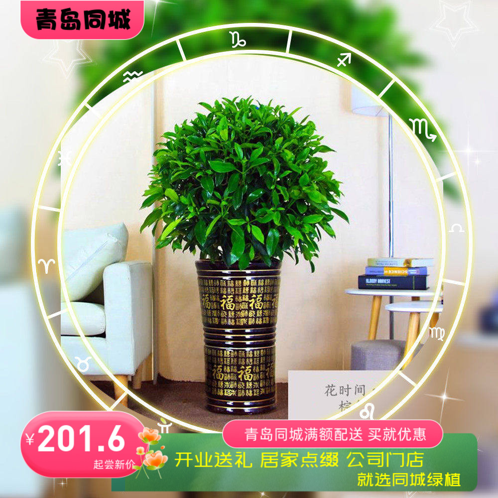 非洲茉莉净化空气花卉四季常青