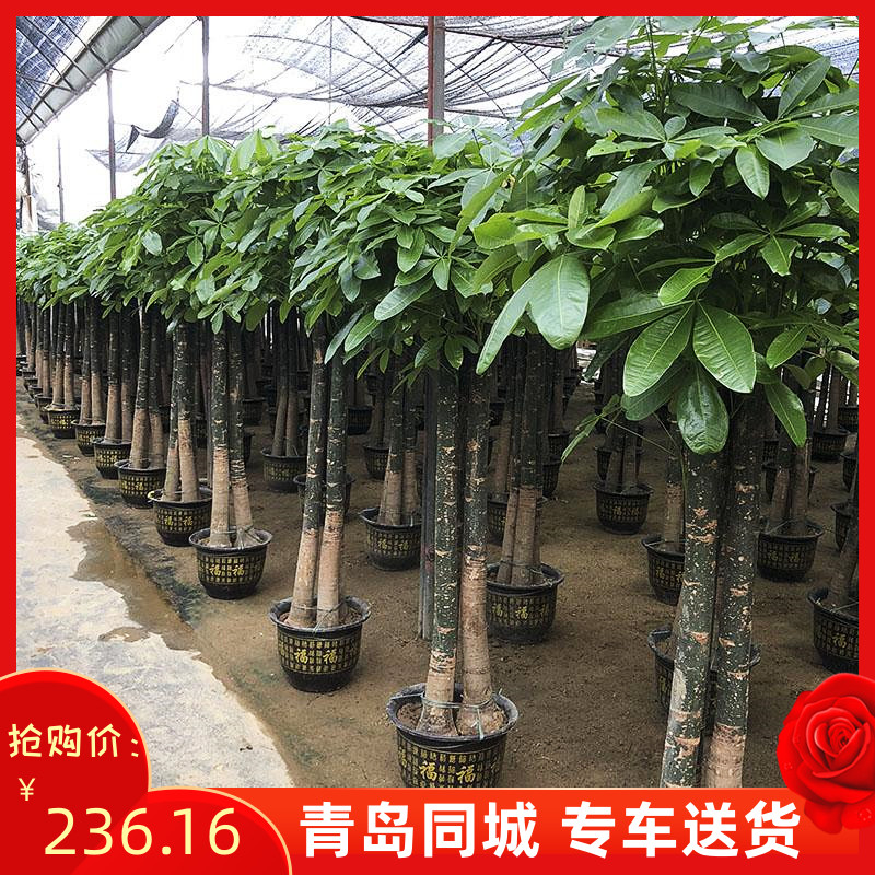 三杆发财树盆栽前台绿植开业乔迁送礼寓意好的吸甲醛青岛同城客厅