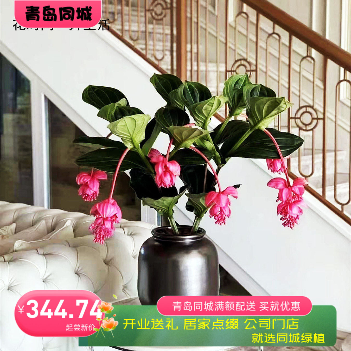 开花宝莲灯客厅盆栽绿植