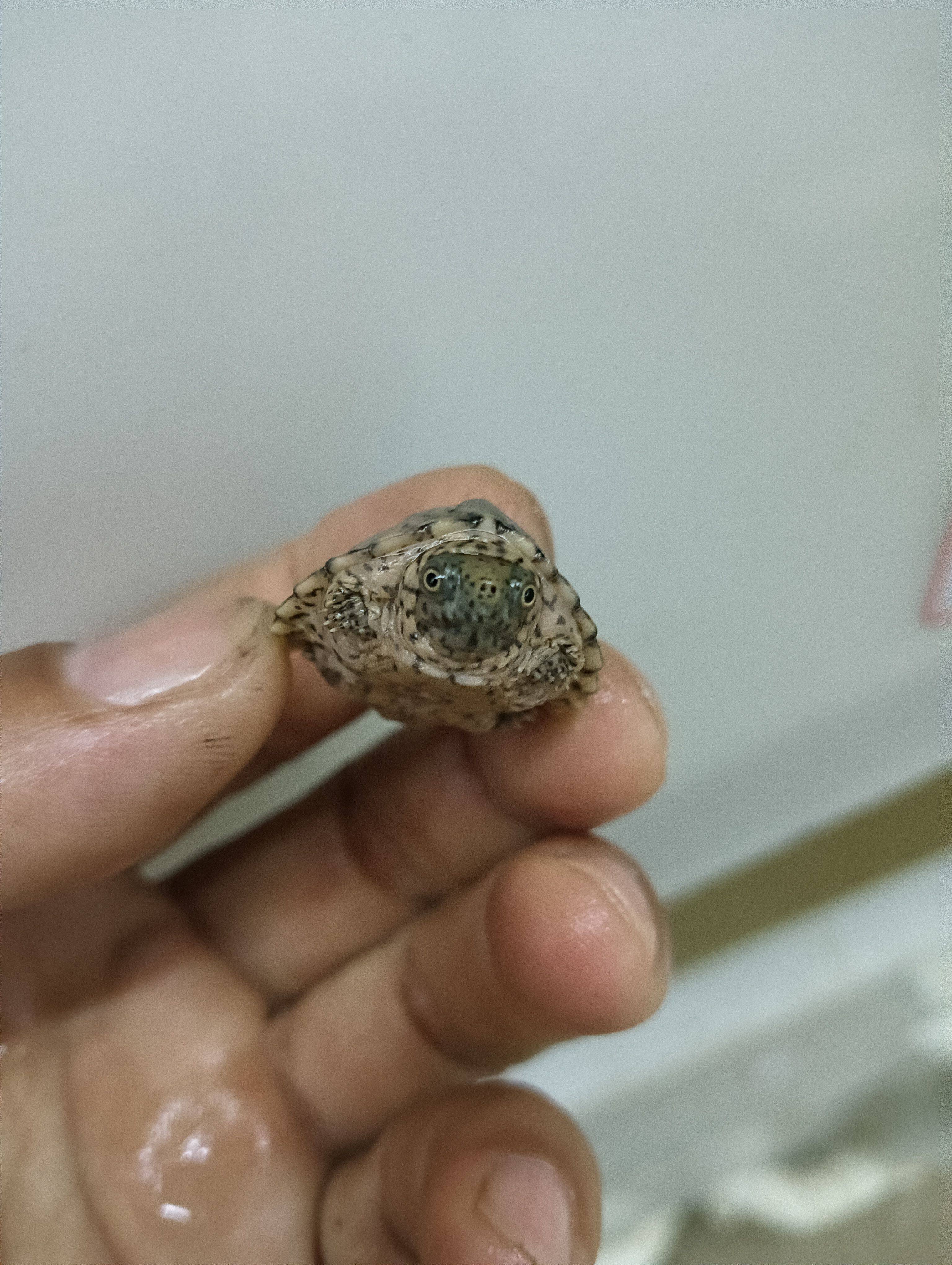 剃刀龟苗活体麝香龟苗活体冷深水龟头盔蛋龟乌龟宠物龟屋顶龟