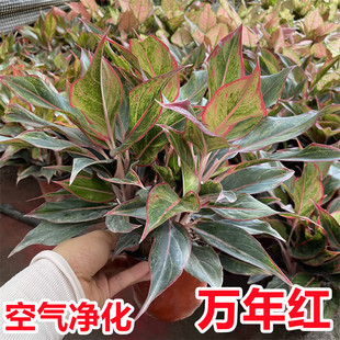 万年红盆栽万年青皇后办公室内绿植花卉净化空气吸甲醛防辐射植物