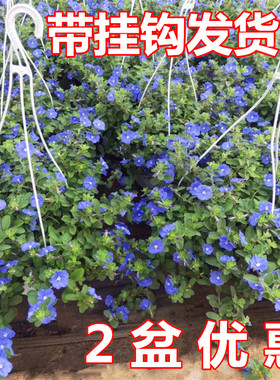 蓝星花盆栽带花苞吊兰花卉蓝色花植物绿植庭院开花不断阳台盆栽