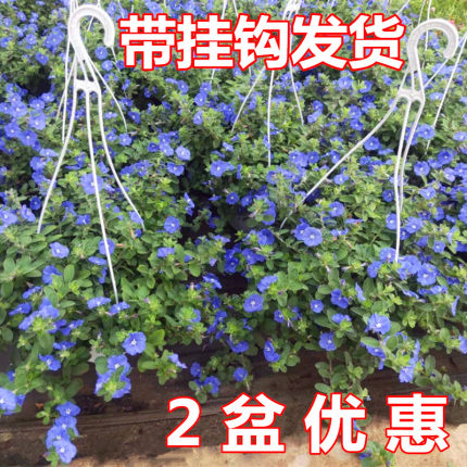 蓝星花盆栽带花苞吊兰花卉蓝色花植物绿植庭院开花不断阳台盆栽